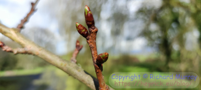 Cherry buds