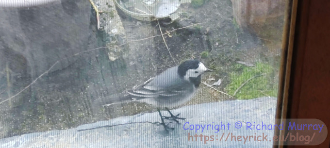 Hello Wagtail