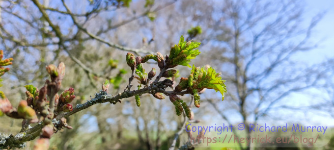 Oak leaves forming