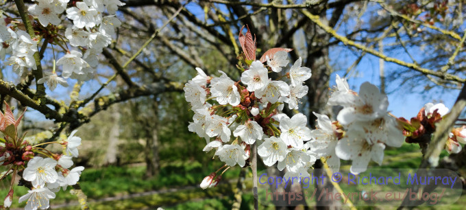 The first of the cherry blossom