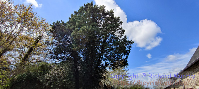 The big pine tree