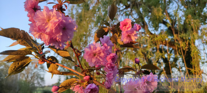 Cherry blossom