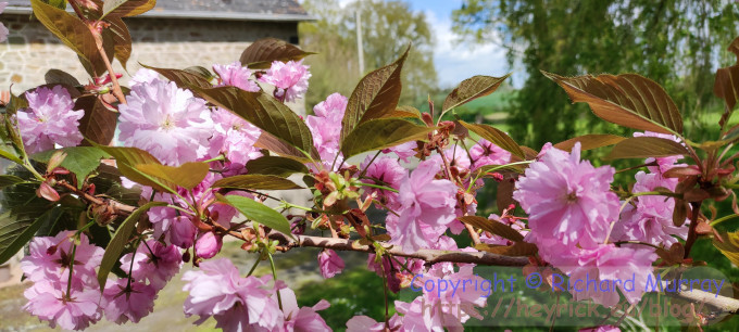 Cherry blossom