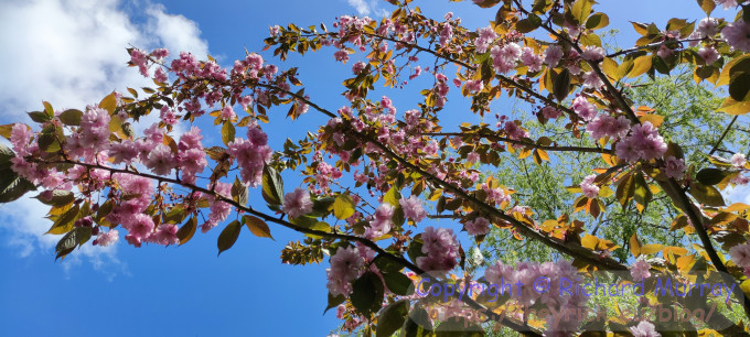 Cherry blossom