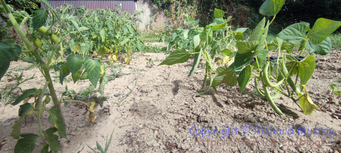 Tomatoes and beans