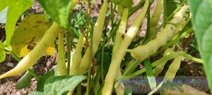 Beans on a bean plant