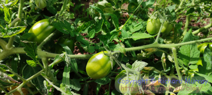 Leaning tomatoes