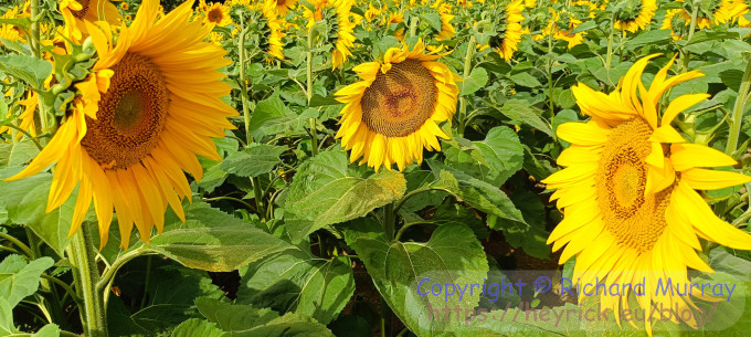 Sunflowers