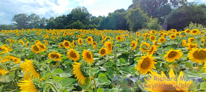 Sunflowers