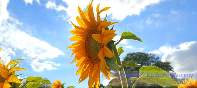 Sunflowers