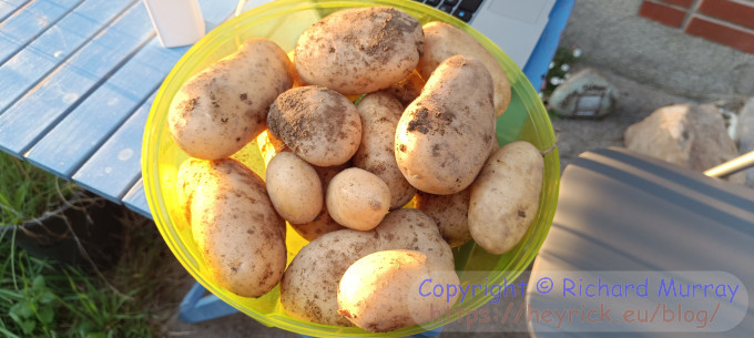 A bowl of spuds