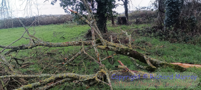 A piece of fallen tree.