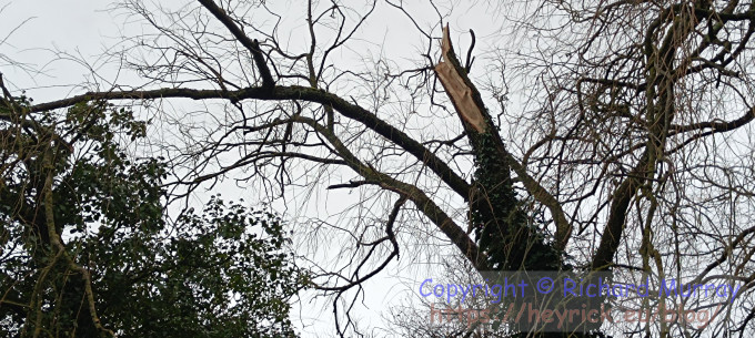 Where the fallen tree piece done fallen from.