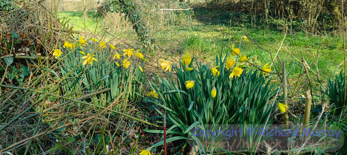 A bunch of daffs.