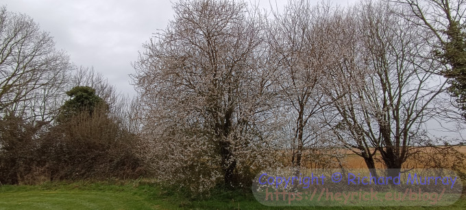 A tree with white flowers.