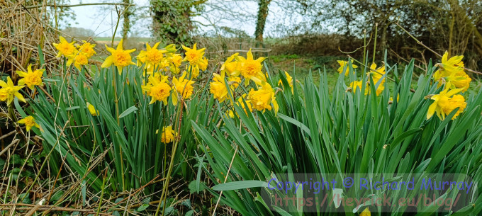 Daffodils in the potager