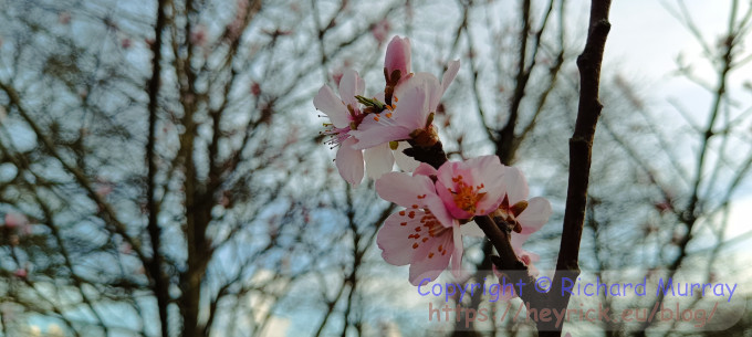 Sweet almond flowers