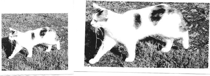 Examples of photo printing.