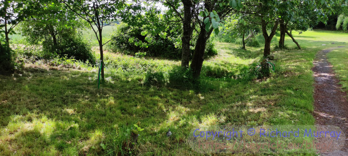 Some mown grass.