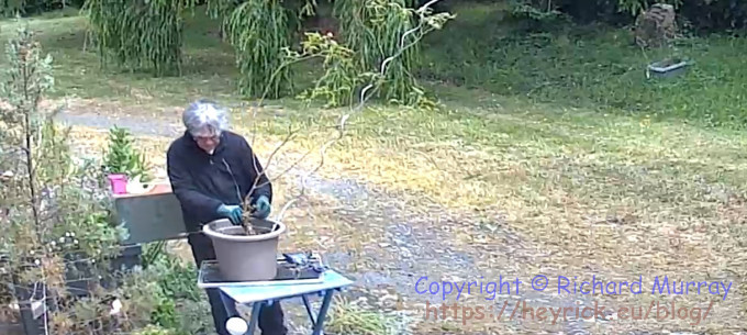 Tending the plant pots.