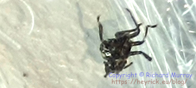The corpse of a bug.