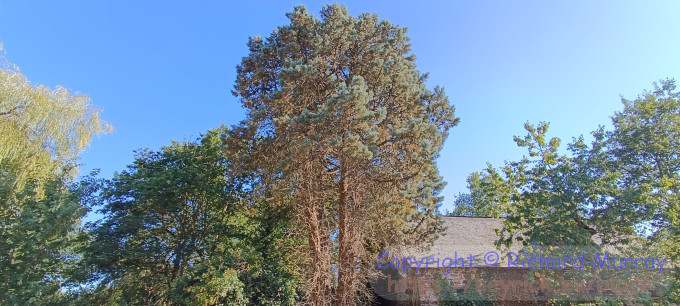 A big tree.