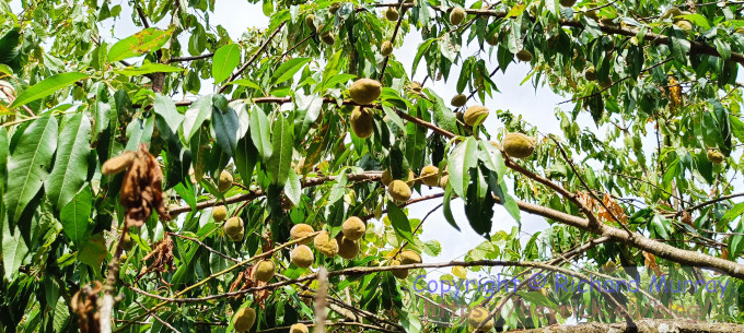 Almonds.