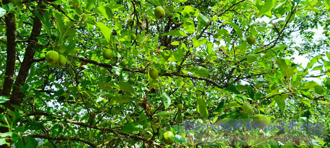 Apples.