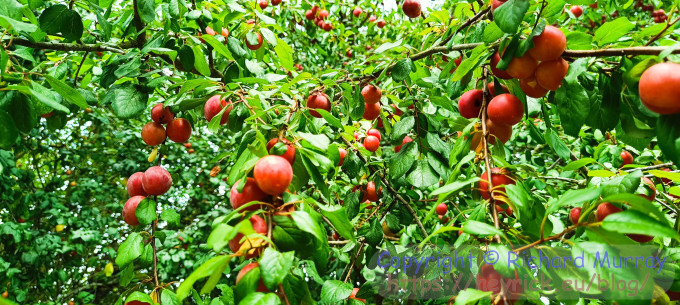 So many cherries.