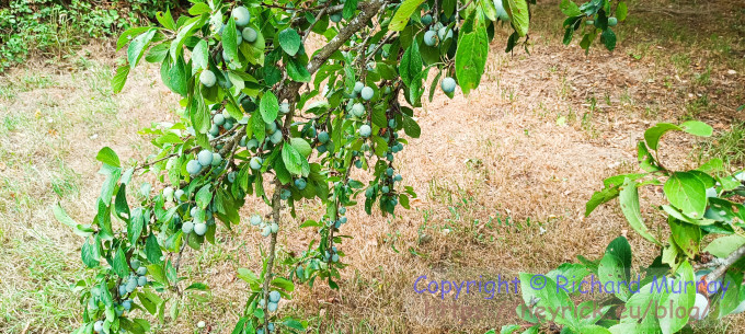 A laden branch of the greengage.