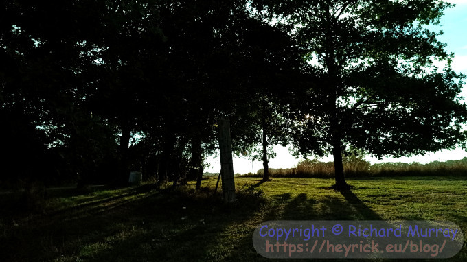 Looking at the full moon from behind trees.