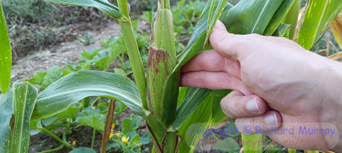 A photo of sweetcorn.