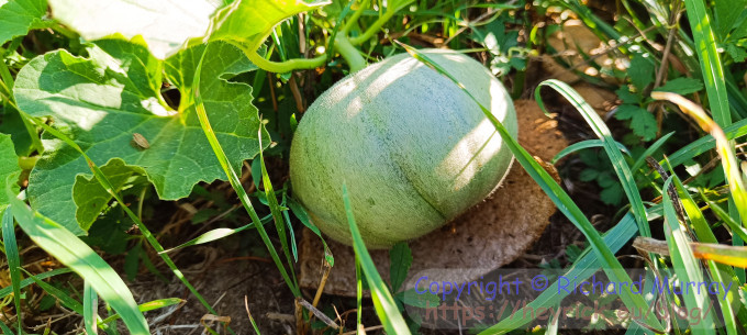 A photo of a baby melon.