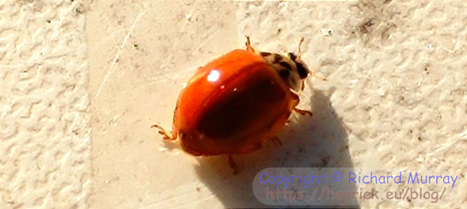 A sptless ladybird.