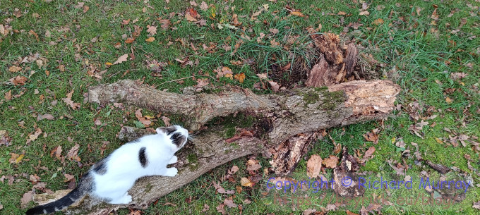 A photo of a fallen old tree stump.