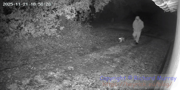 A cat walking her human.