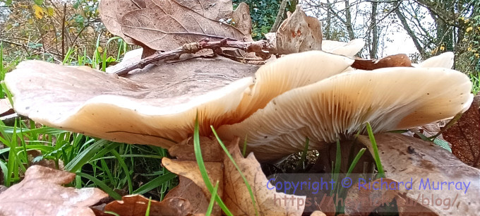 A big mushroom, from lower down