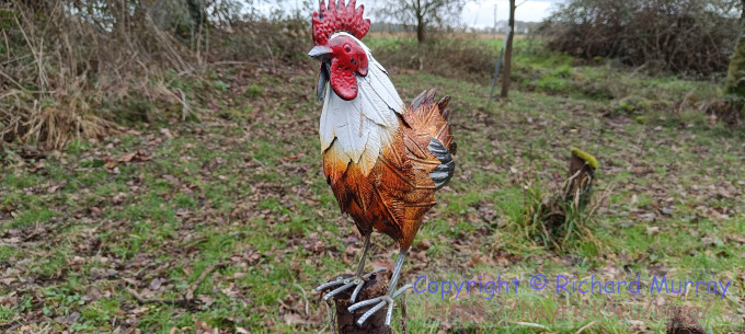 The welcome chicken, Note 12 version.