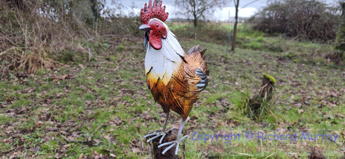 The welcome chicken, Note 15 version.