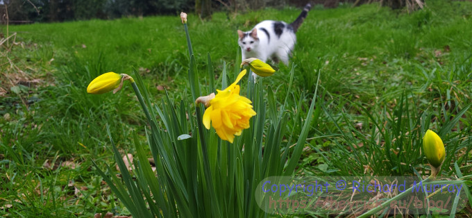Anna and the daffodils