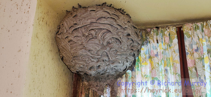 A big wasp nest in mom's room.