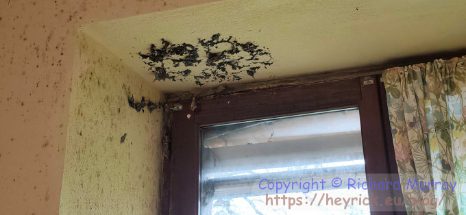 The wasp nest has gone!