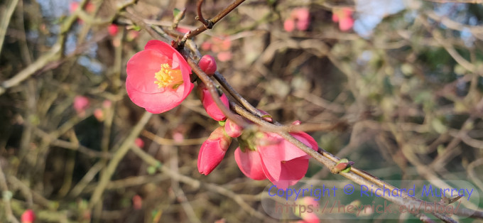 Japonica flowers