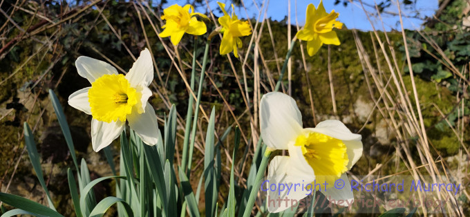 Multicoloured daffodils
