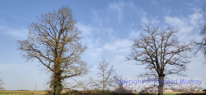 Oaks, with a green tinge.