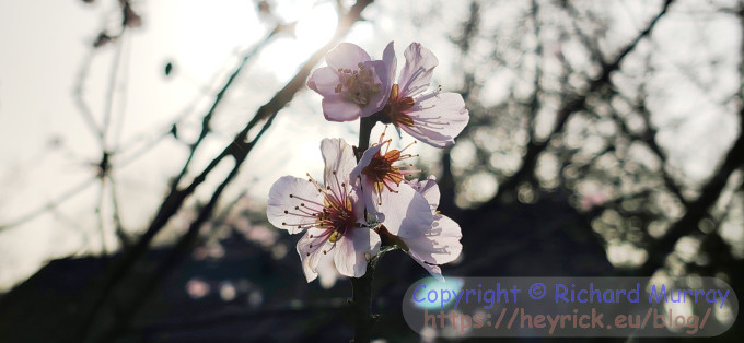 Sweet almond flowers, backlit.