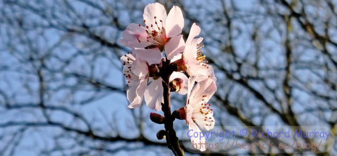 Sweet almond flowers, front lit.