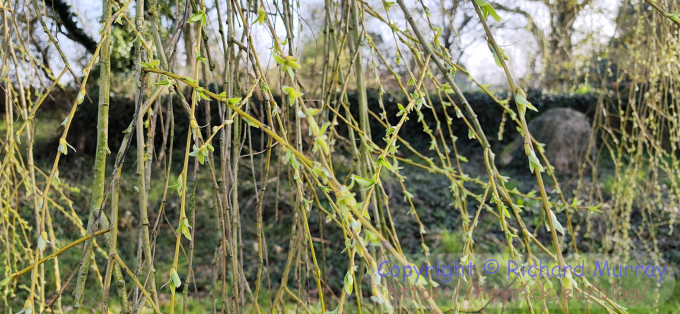 Weeping Willow, leaves unfurling.