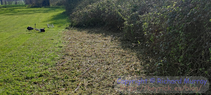 A smaller pile of brambles.