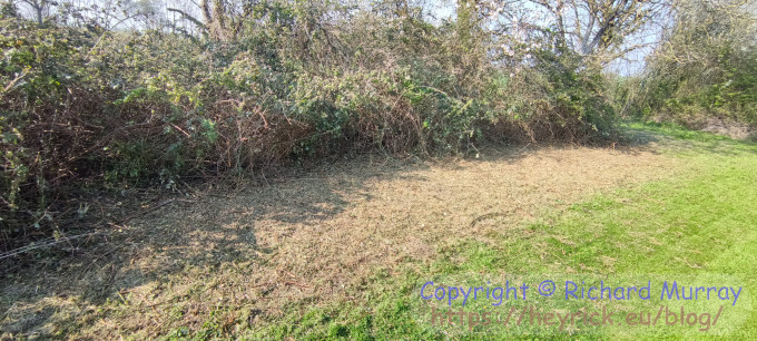 A clearing that used to be a pile of brambles.